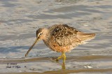 Short-billed Dowitcher