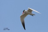 Caspian Tern