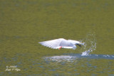 Caspian Tern