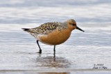 Red Knot