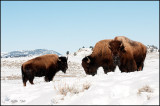 3 Bison