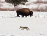 Coyote & Bison