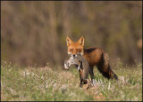 FoxSquirrel-email.jpg