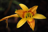 Flowers... are a proud assertion that a ray of beauty outvalues all the utilities of the world.  -Ralph Waldo Emerson