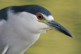 black-crowned night heron 182