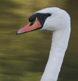 mute swan 9