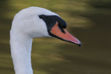 mute swan 10