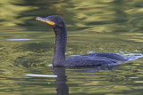 cormorant 78