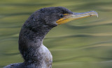 cormorant 79