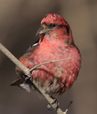 White-winged Crossbill - male