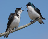 tree swallow 109