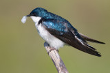 tree swallow 162