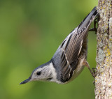 white-breasted nuthatch 234