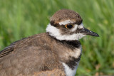 juvenile killdeer 8