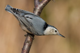 white-breasted nuthatch 237