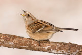 american tree sparrow 88