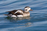 Long-tailed Duck - immature male