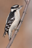 downy woodpecker 317