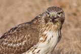 red-tailed hawk 167
