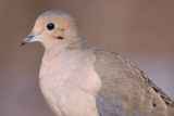 mourning dove 56