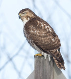 red-tailed hawk 175