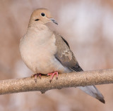 mourning dove 59