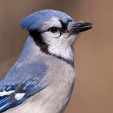 bluejay 184