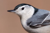 white-breasted nuthatch 24