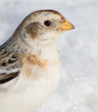 snow bunting 15