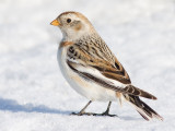 snow bunting 19