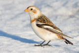 snow bunting 21