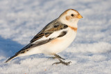 snow bunting 22