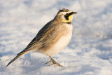 horned lark 28