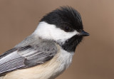 chickadee 524