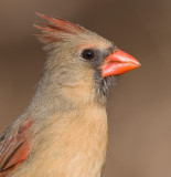 cardinal 305