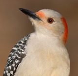 red-bellied woodpecker 150