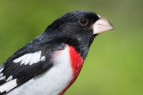 rose breasted grosbeak 68