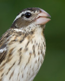 rose breasted grosbeak 71