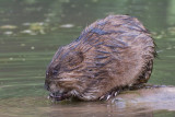 muskrat 5