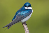 tree swallow 214