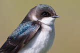 tree swallow 217