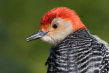 red-bellied woodpecker 198
