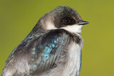 tree swallow 225