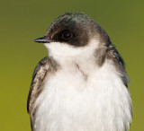tree swallow 224
