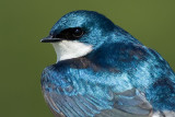 tree swallow 230