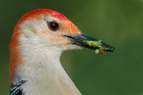 red-bellied woodpecker 211