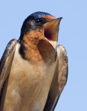 barn swallow 33