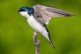 tree swallow 232