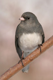 junco 46
