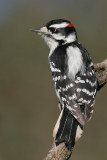 downy woodpecker 161
